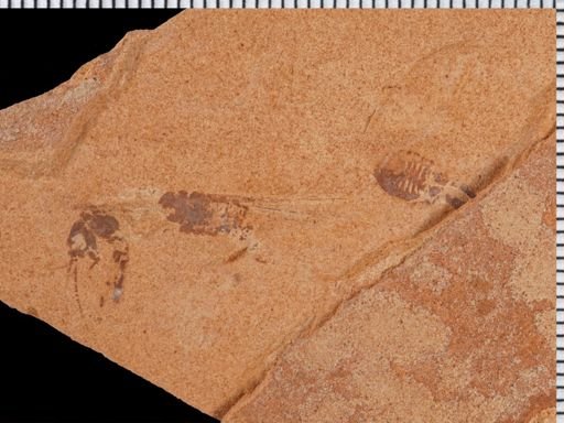 undet. Orthoptera