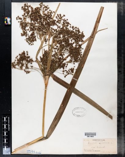 Scirpus sylvaticus