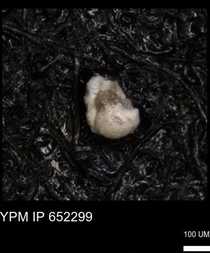 undet. Foraminiferida