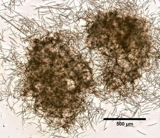 Pachychalina micropora