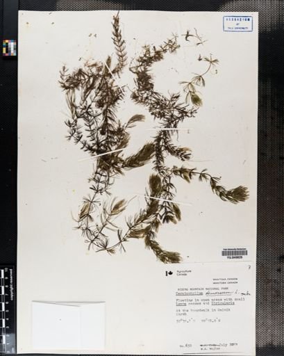 Ceratophyllum demersum