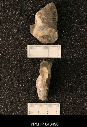 Hoploscaphites nicolletii
