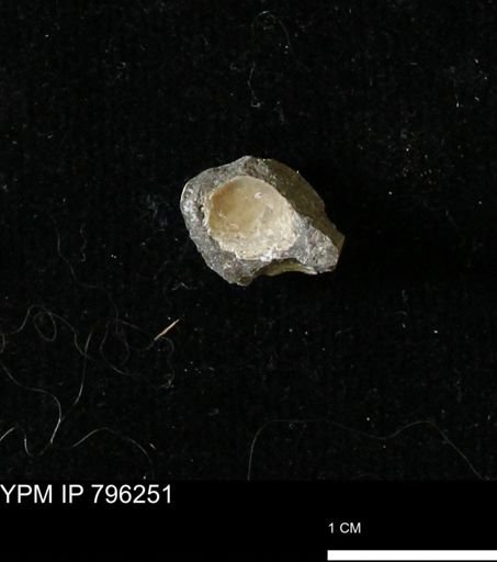 Protocardia subquadrata