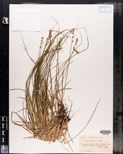 Carex seorsa