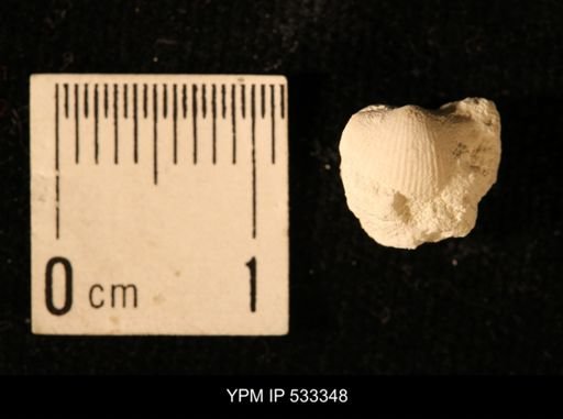 Chonetes logani
