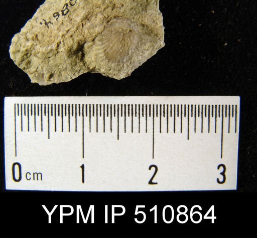 undet. Atrypida