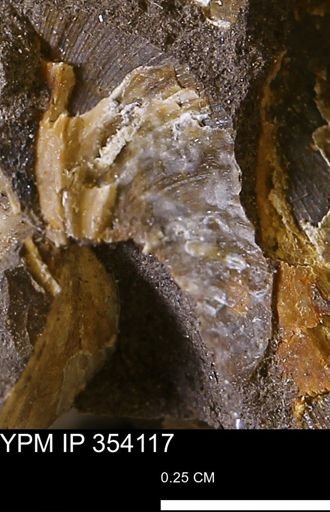 undet. Bivalvia