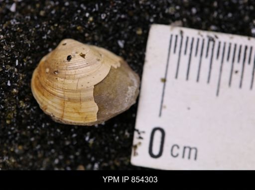 Limopsis striatopunctatus