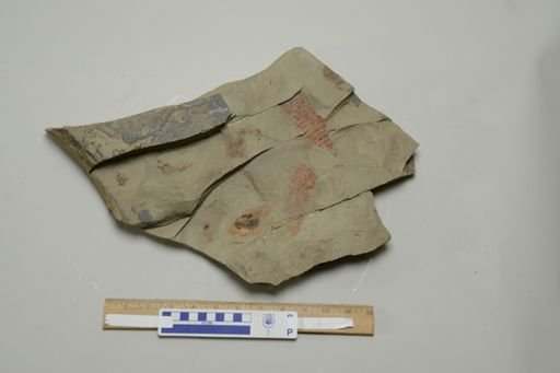 Tremaglaspis sp.