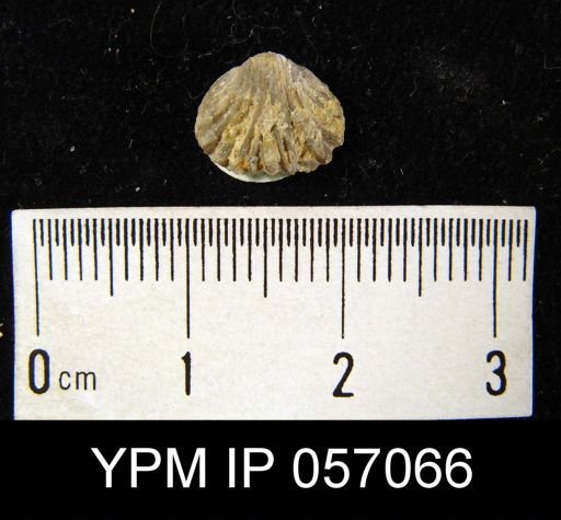 Camarotoechia transversa