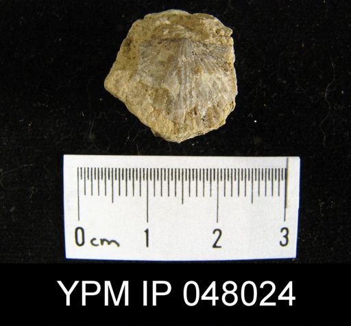 Schizoramma fissiplicata