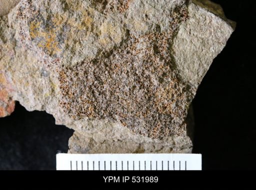 undet. Echinodermata
