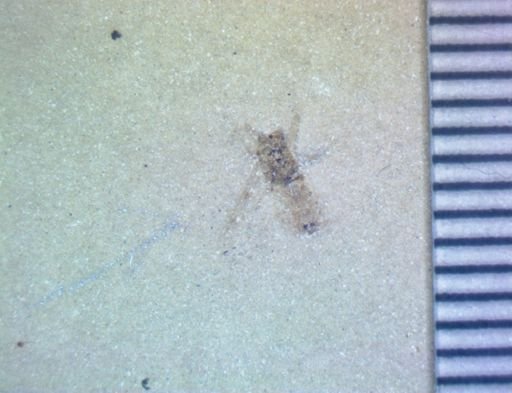Araneae?