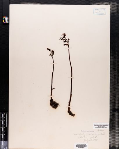 Corallorrhiza