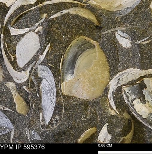 Protocardia sp.