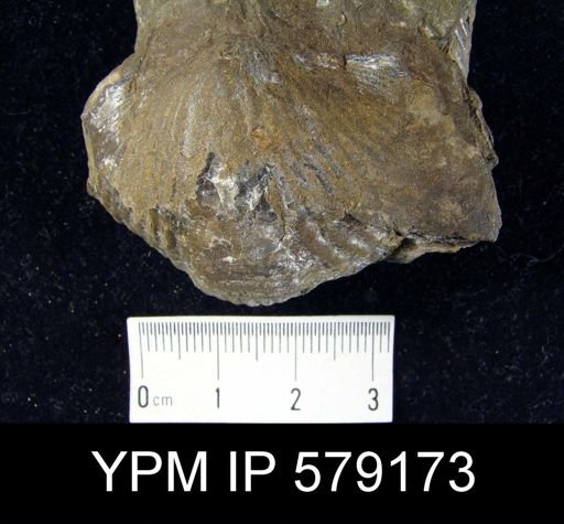 undet. Cyrtospiriferoidea