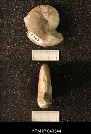 Hoploscaphites nicolletii