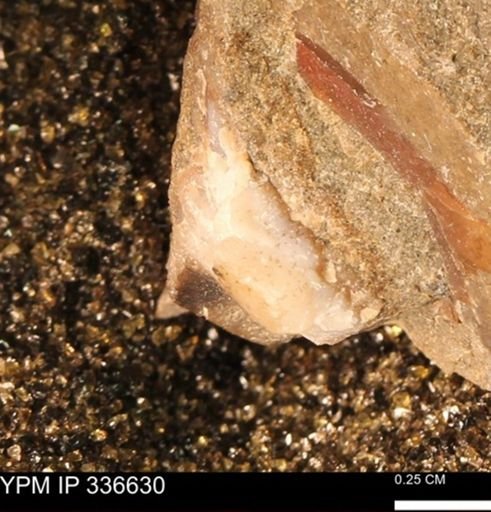 undet. Mollusca