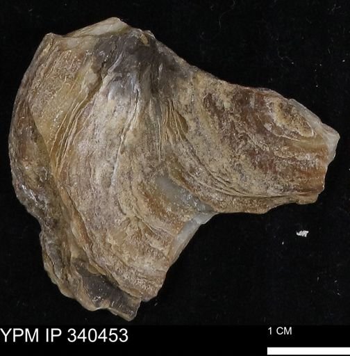Ostrea glabra