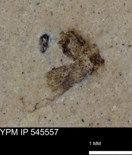 undet. Insecta