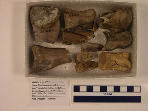 Ornithomimidae