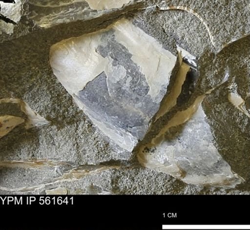 Pseudoptera sp.