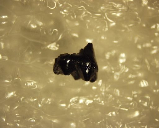 Pelycodus sp.