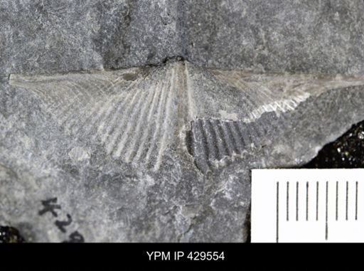 Mucrospirifer mucronatus
