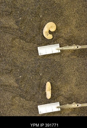 Scaphites whitfieldi