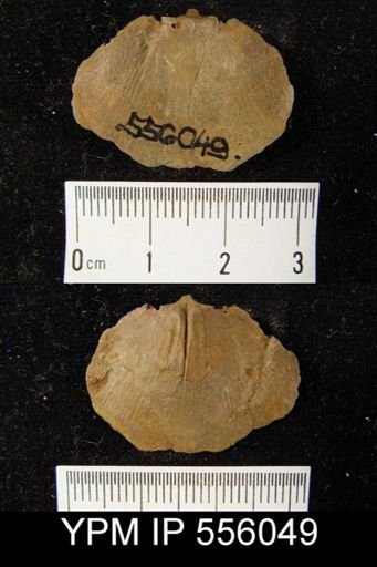 undet. Orthida