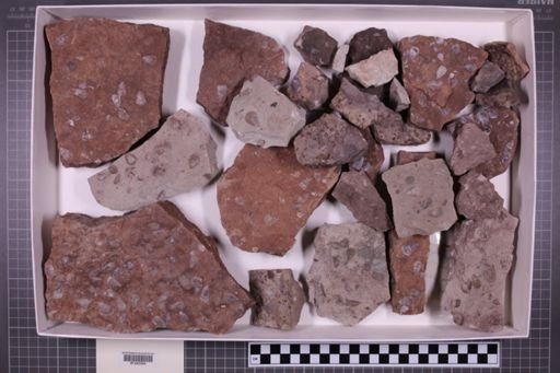 mixed taxa, stratigraphic collection