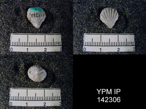 Eumetria grandicosta