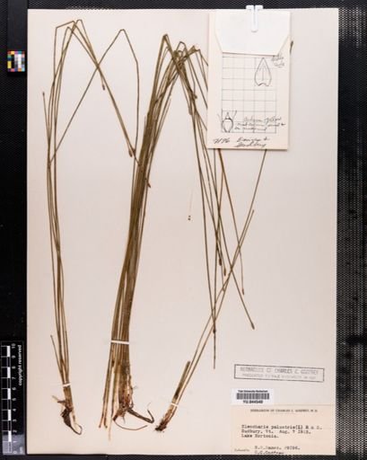 Eleocharis palustris