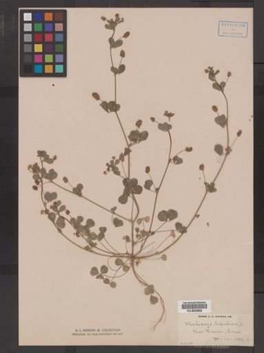 Medicago lupulina