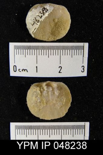 Parmorthis brownsportensis