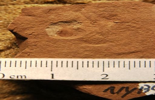 Rhamnus crocea