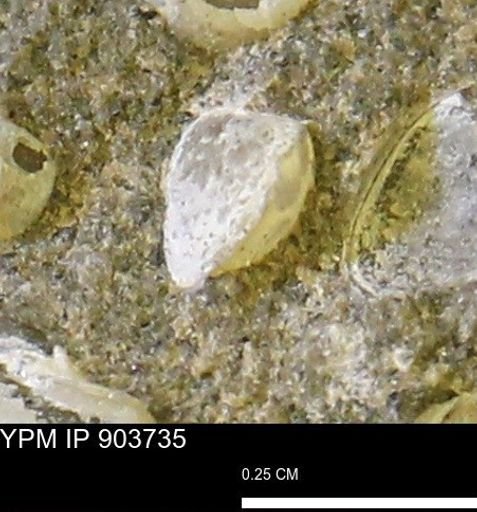 Corbulamella sp.