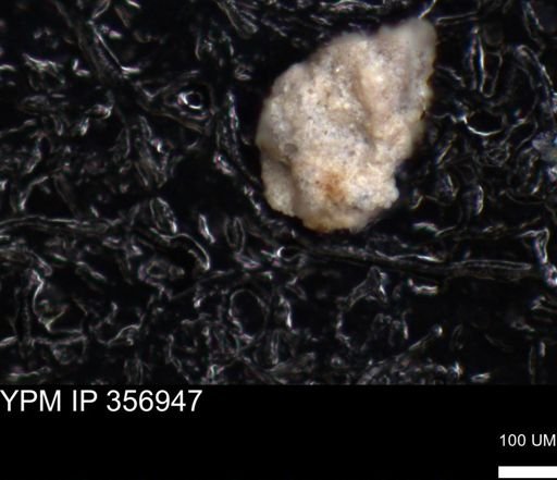 undet. Foraminiferida