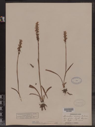 Spiranthes cernua