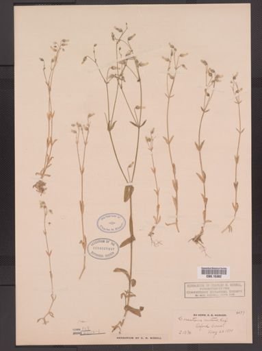Cerastium nutans