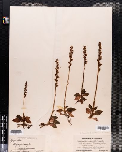 Goodyera tesselata
