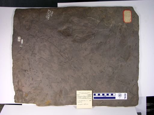 Anchisauripus tuberosus