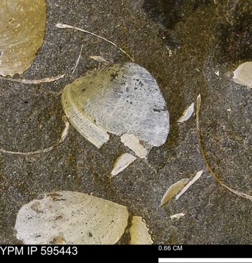Protocardia sp.
