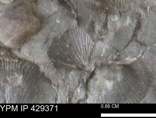 Devonochonetes scitulus