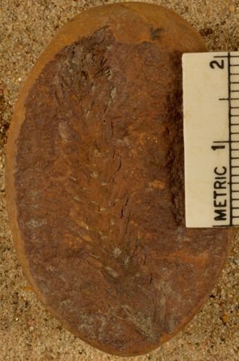 Calamites