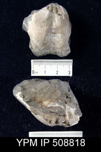 Cyrtospirifer sp.