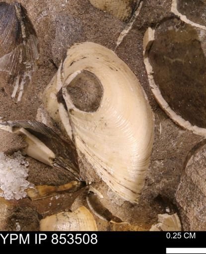 Limopsis striatopunctatus