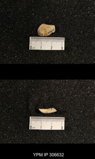 Phestia bellistriata