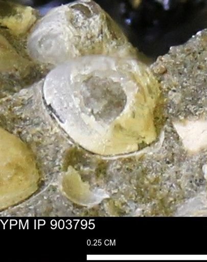 Corbulamella sp.