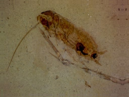 Blattodea?